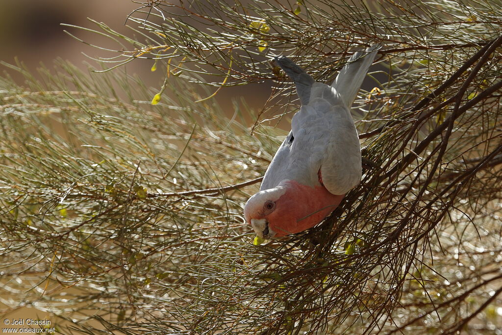 Galah, identification