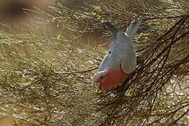 Galah