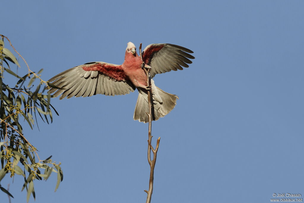 Galah, identification