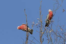 Galah