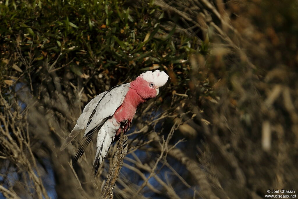 Galah, identification