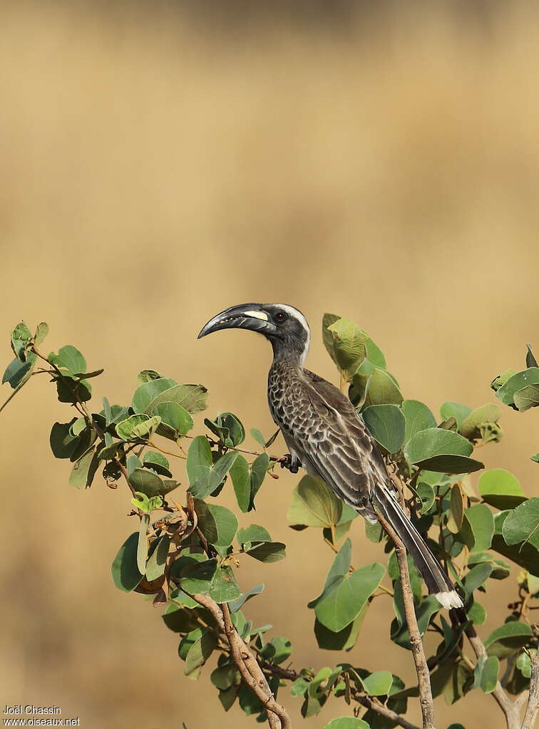 African Grey Hornbill male adult