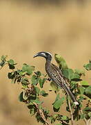 African Grey Hornbill