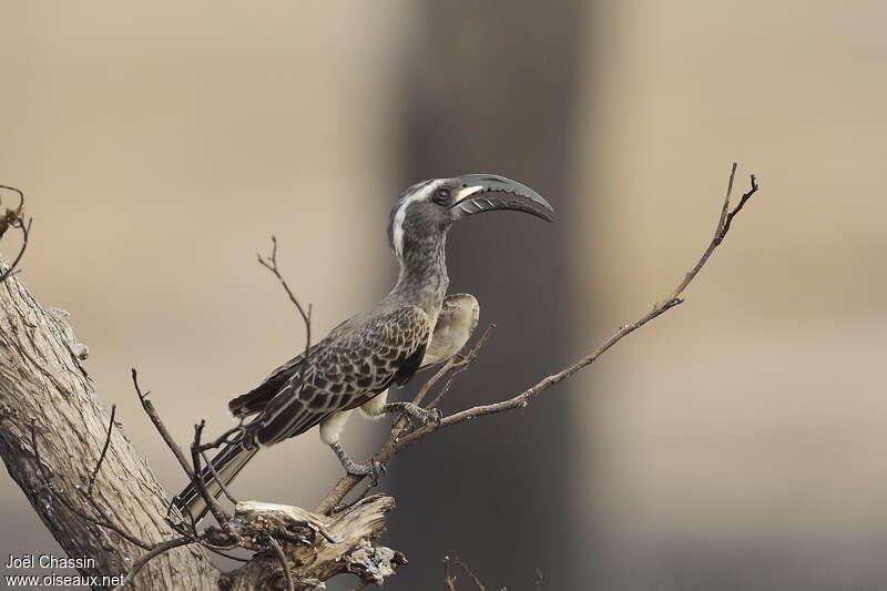African Grey Hornbill male adult, identification