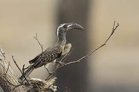 African Grey Hornbill