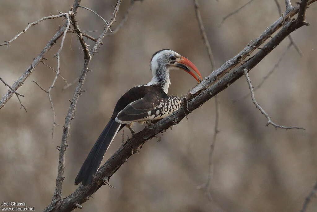 Northern Red-billed Hornbill male adult, identification