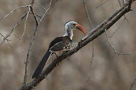 Northern Red-billed Hornbill