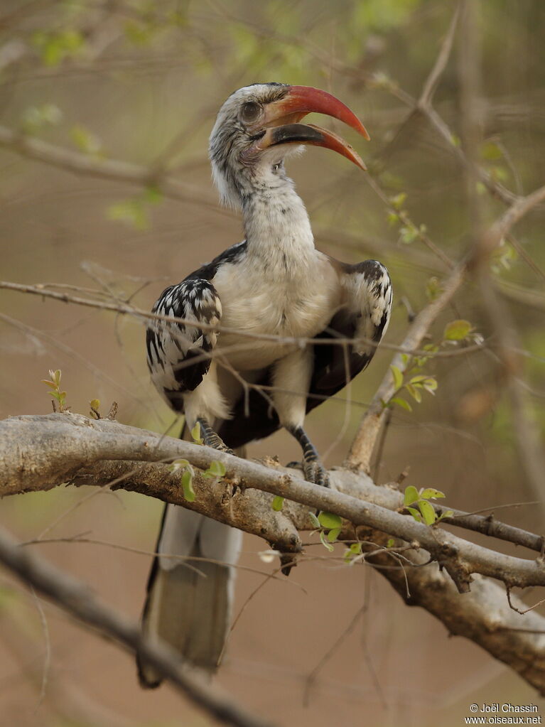 Northern Red-billed Hornbill, identification