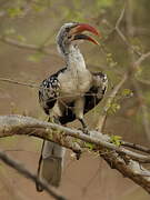 Northern Red-billed Hornbill