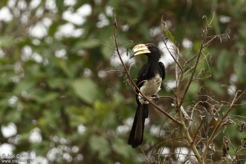West African Pied Hornbill, identification
