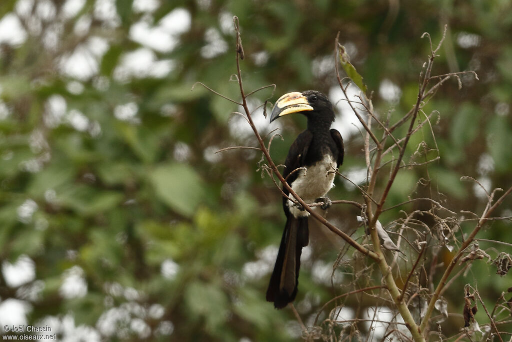 Calao brévibande, identification