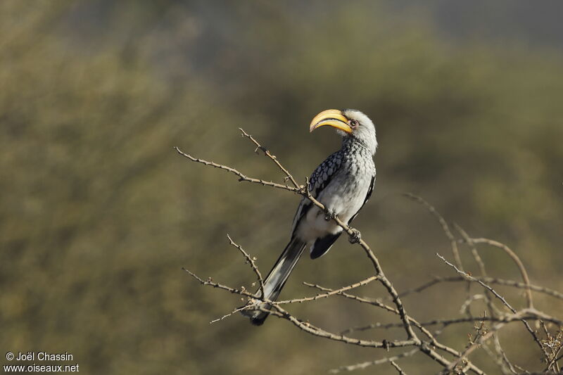 Southern Yellow-billed Hornbill, identification