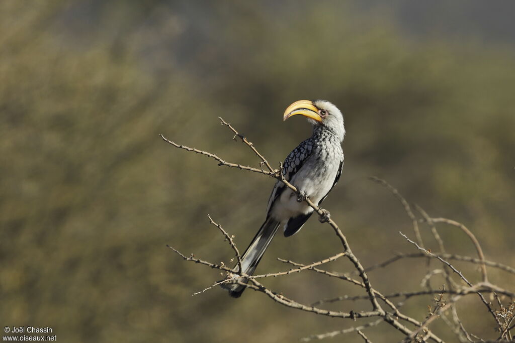 Southern Yellow-billed Hornbill, identification