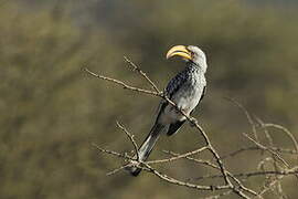 Southern Yellow-billed Hornbill