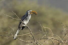 Southern Yellow-billed Hornbill