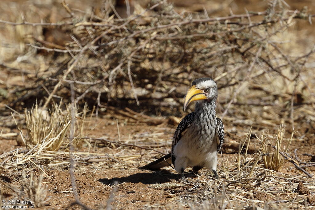 Southern Yellow-billed Hornbill