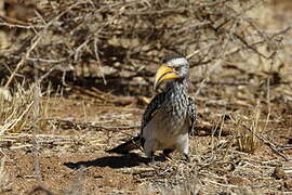 Southern Yellow-billed Hornbill