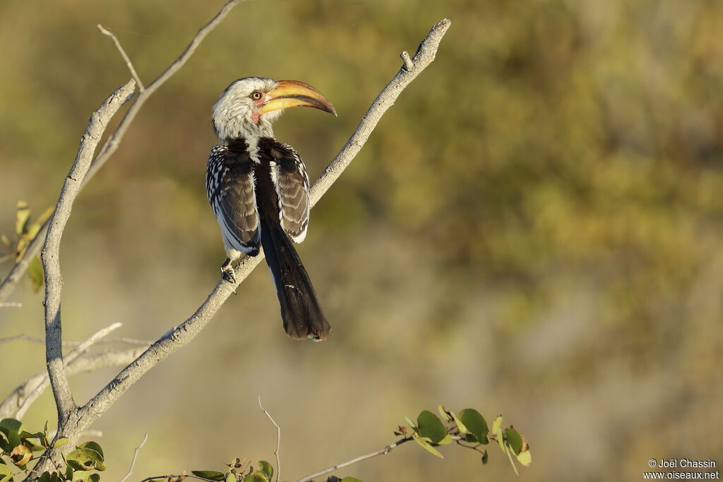 Southern Yellow-billed Hornbill, identification