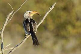 Southern Yellow-billed Hornbill