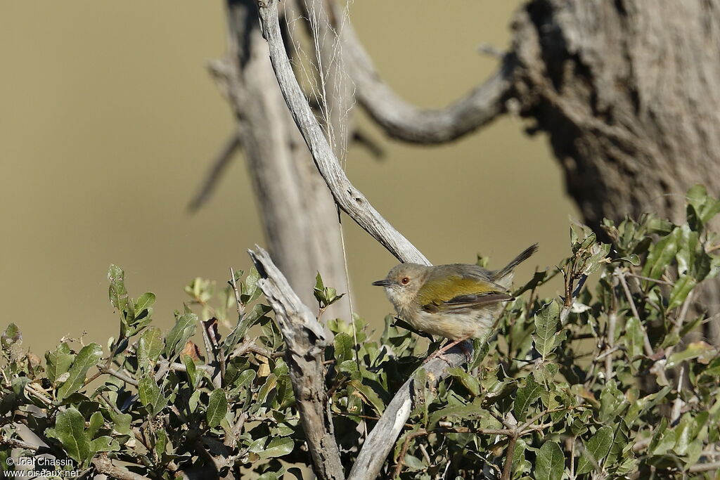 Camaroptère à dos gris, identification