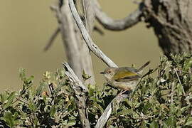 Grey-backed Camaroptera