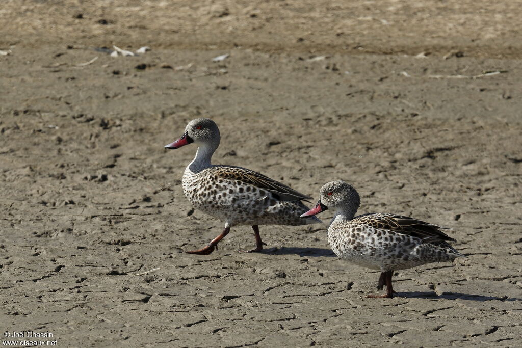 Cape Teal, identification