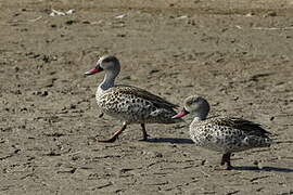 Cape Teal