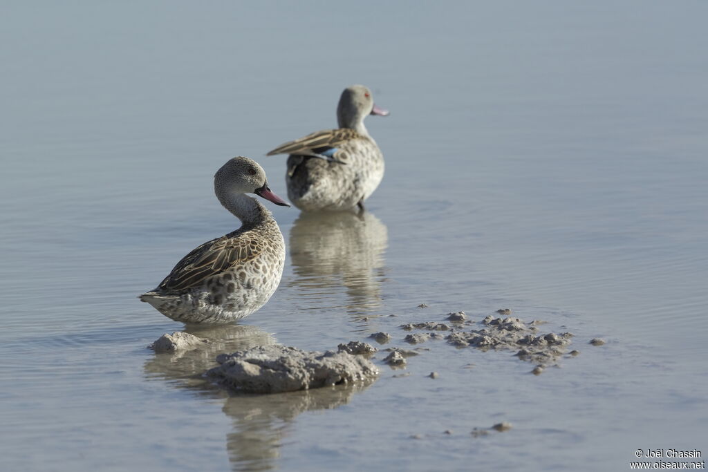 Cape Teal