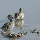 Canard du Cap