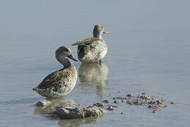 Cape Teal