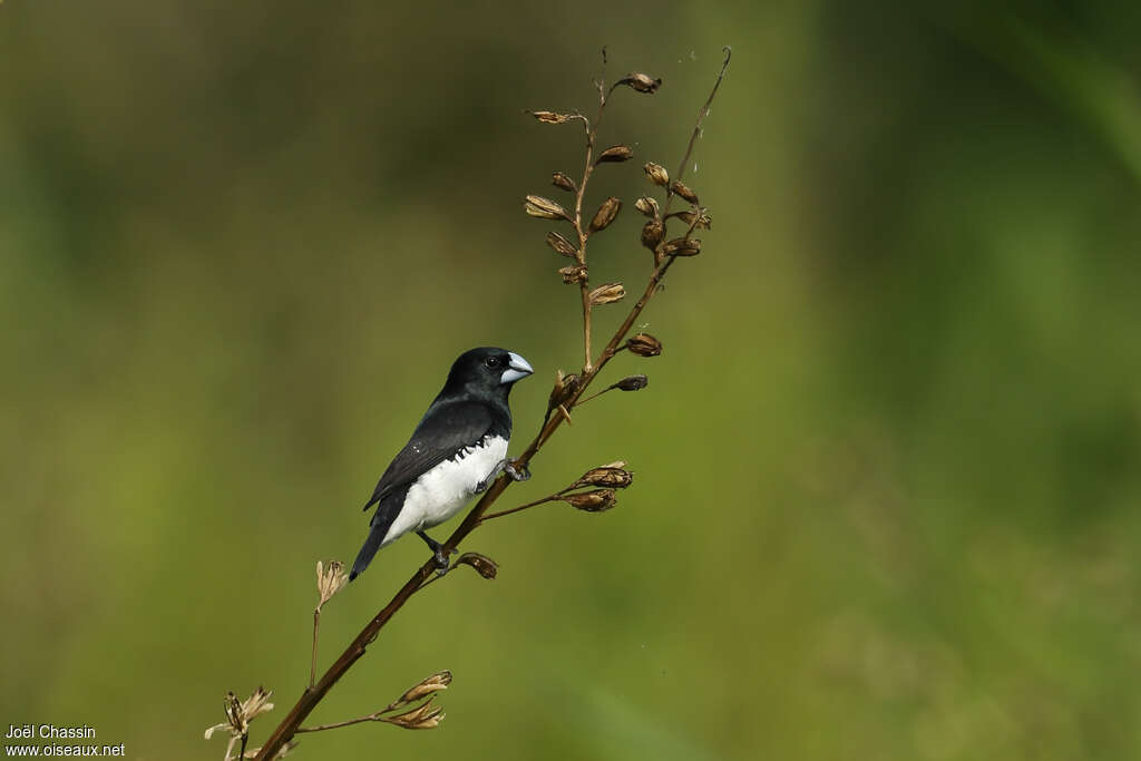 Black-and-white Mannikinadult, identification