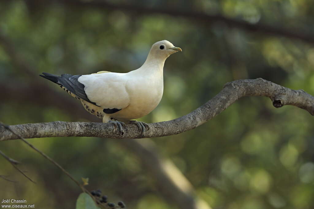 Torresian Imperial Pigeonadult, identification