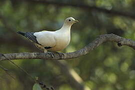 Torresian Imperial Pigeon