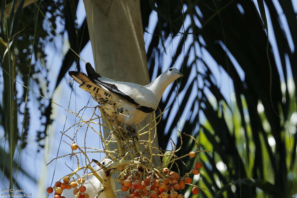 Torresian Imperial Pigeonadult, habitat