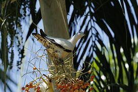 Torresian Imperial Pigeon