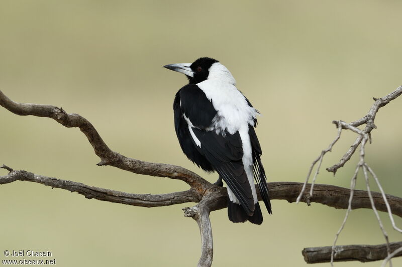 Australian Magpie, identification
