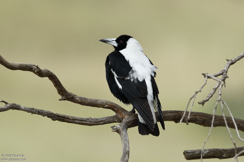 Australian Magpie, identification