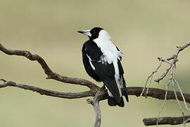 Australian Magpie