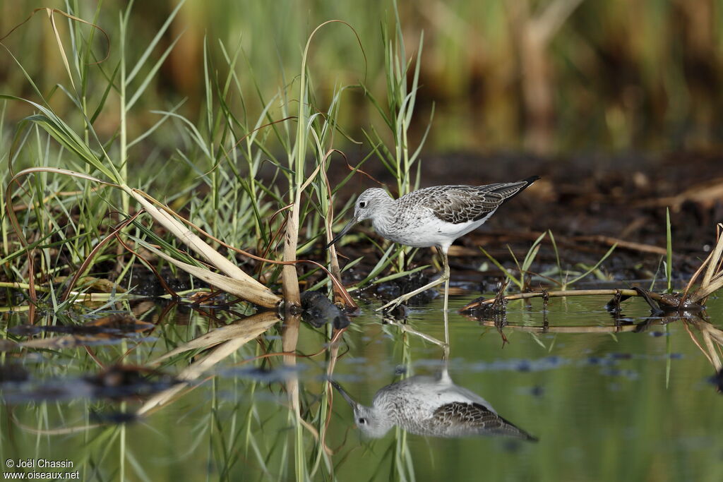 Common Greenshank, identification