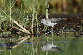 Common Greenshank