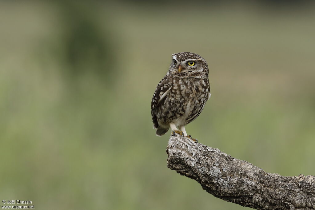 Little Owl, identification