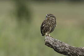 Little Owl