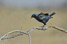 Cape Starling