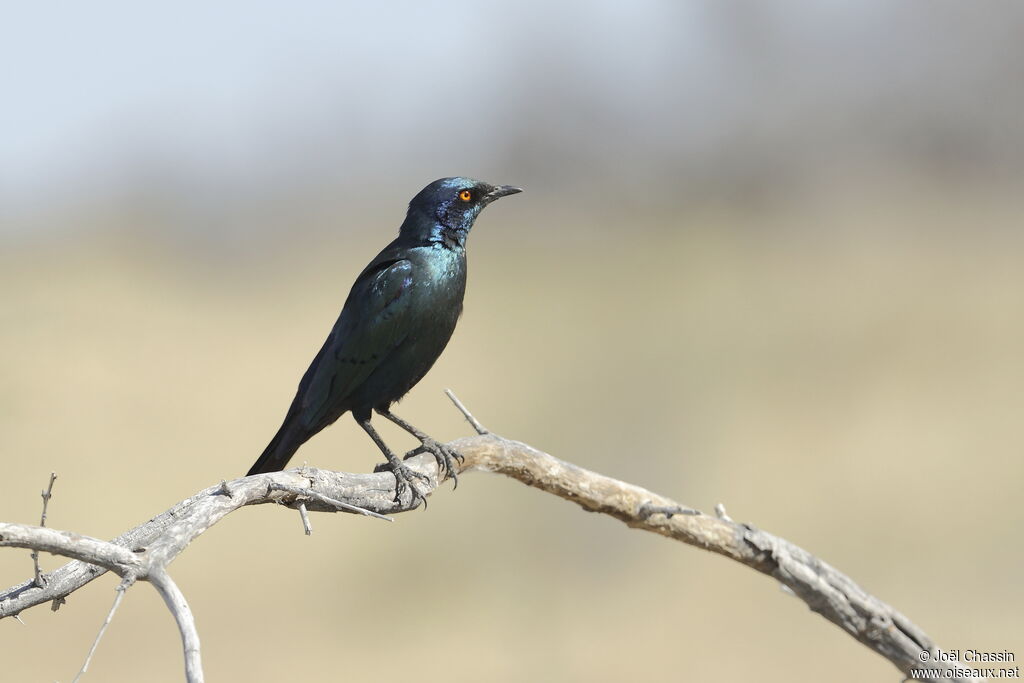 Cape Starling, identification