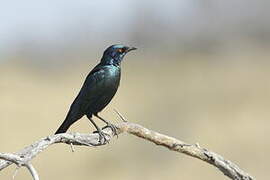 Cape Starling