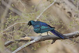 Long-tailed Glossy Starling