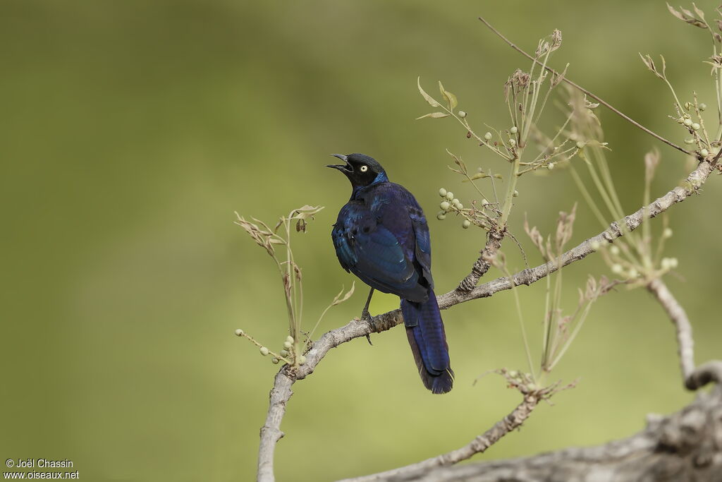 Long-tailed Glossy Starling, identification