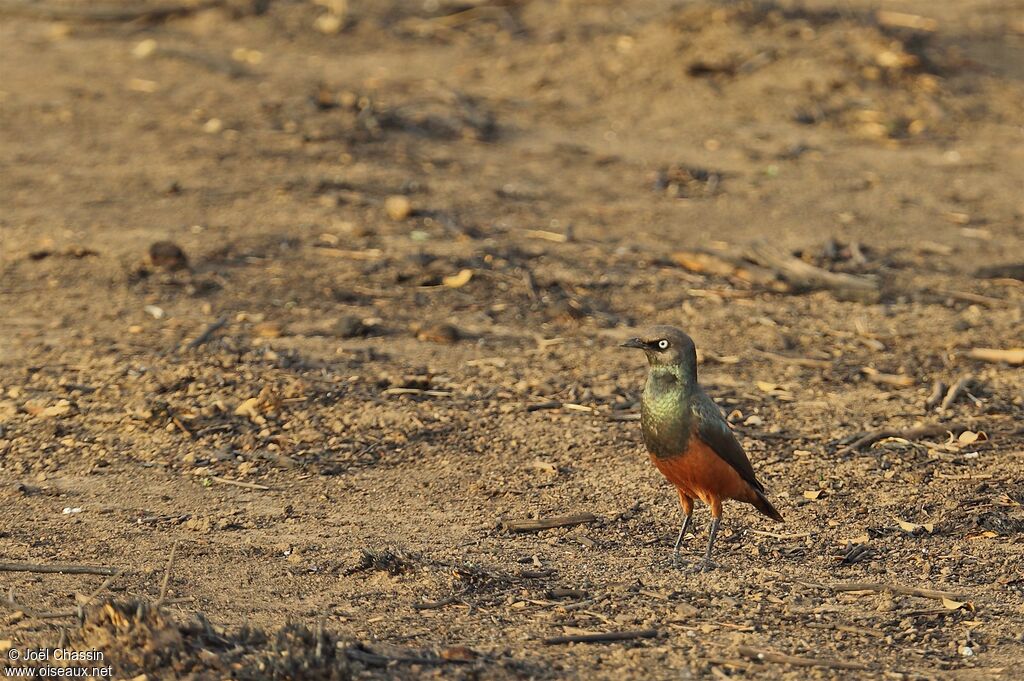 Choucador à ventre roux, identification