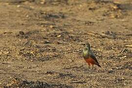 Chestnut-bellied Starling