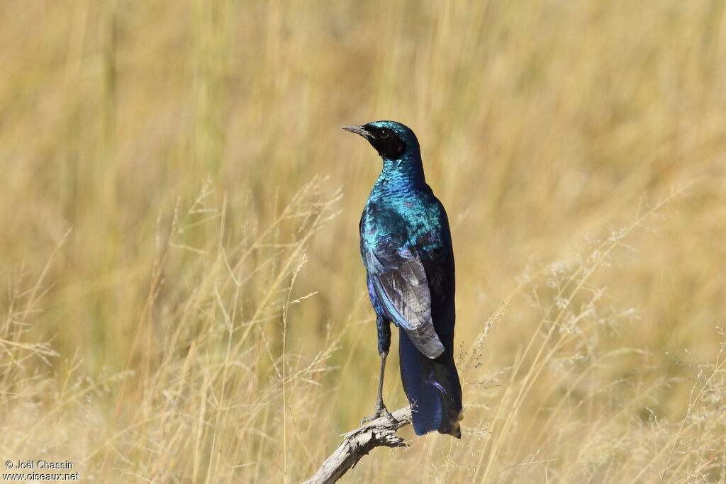 Choucador de Burchell, identification